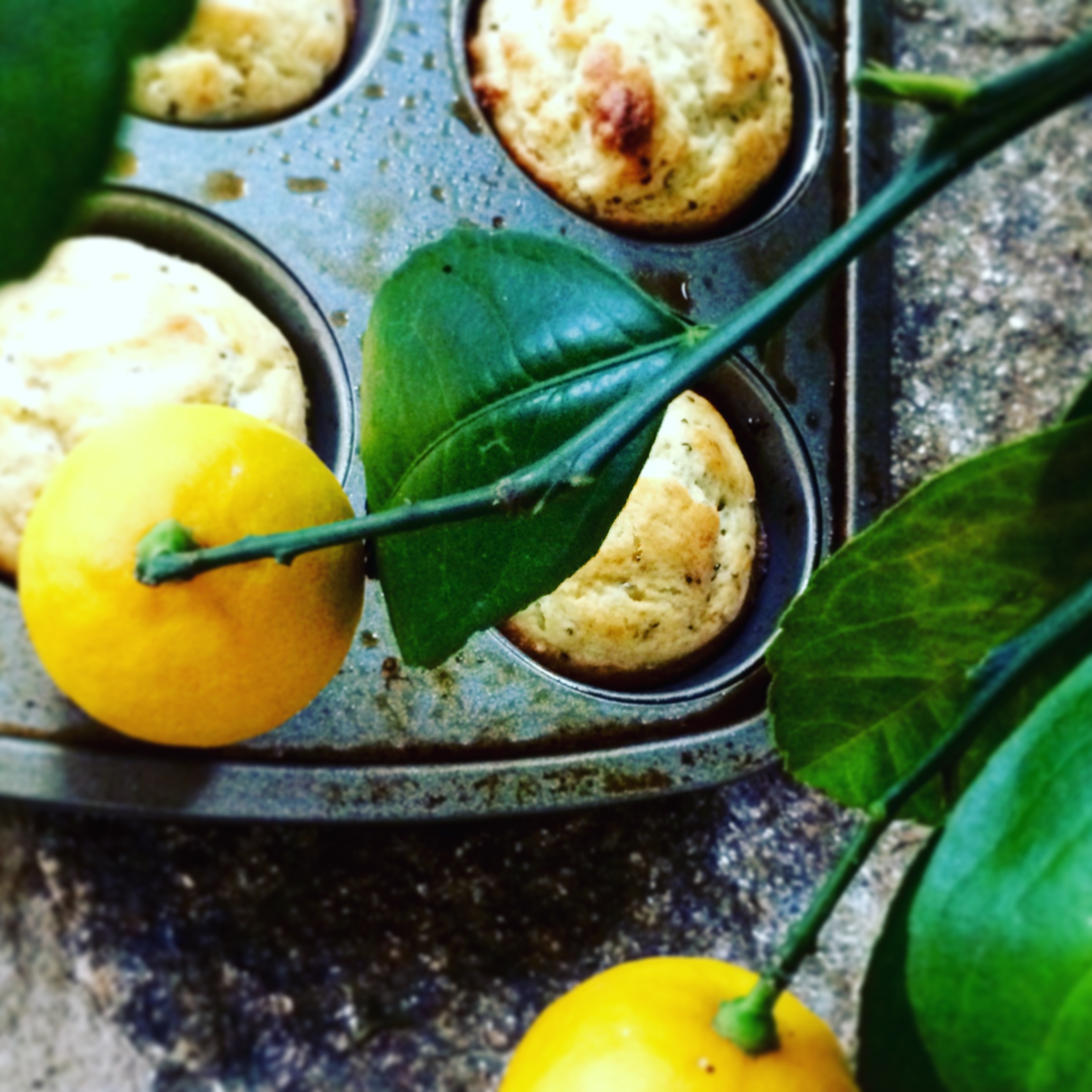 Lemon Chia Seed Muffins